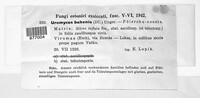 Uromyces behenis image